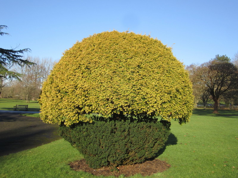 TAXUS  BACCATA  AND  TAXUS  BACCATA  SEMPERAUREA 18-12-2012 12-29-48.JPG
