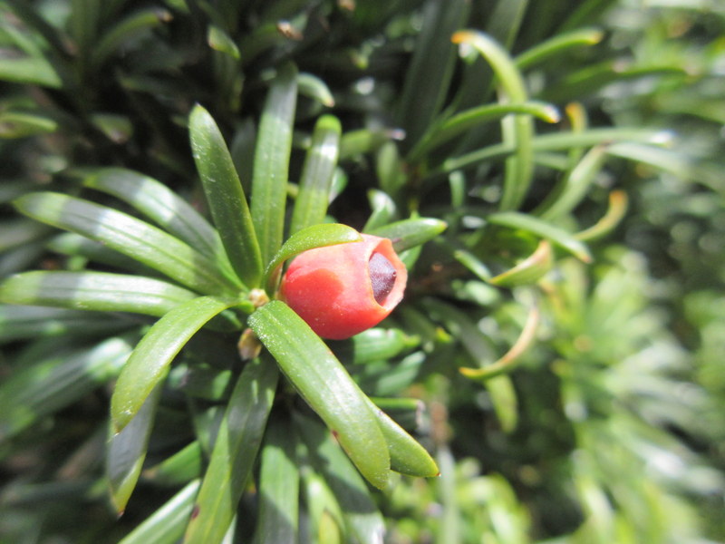 TAXUS  BACCATA  FASTIGIATA 19-04-2018 12-25-38.JPG