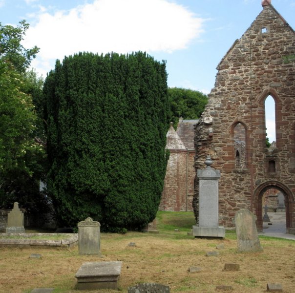 TAXUS  BACCATA  FASTIGIATA  IRISH  YEW 20-06-2025 14-45-17.JPG