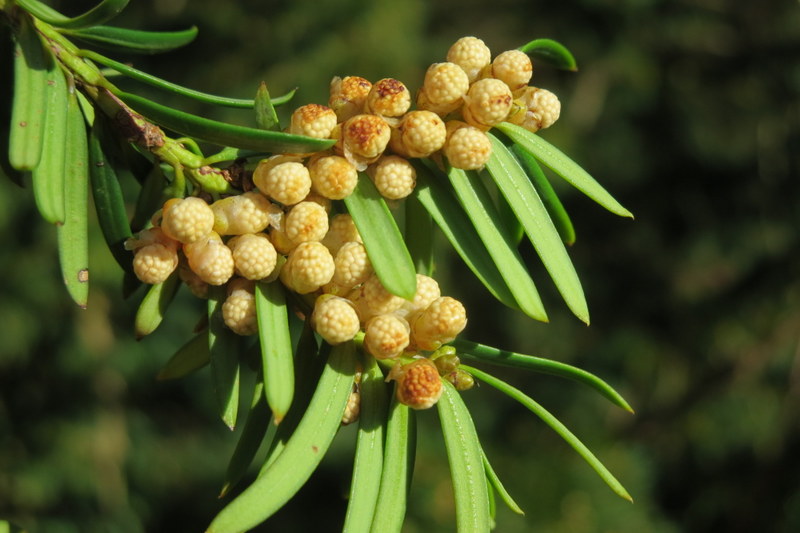 TAXUS  BACCATA  MALE 07-03-2016 15-22-34.JPG