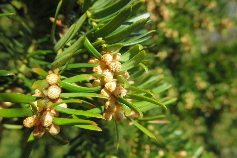 TAXUS  BACCATA  MALE 07-03-2016 15-23-28.JPG