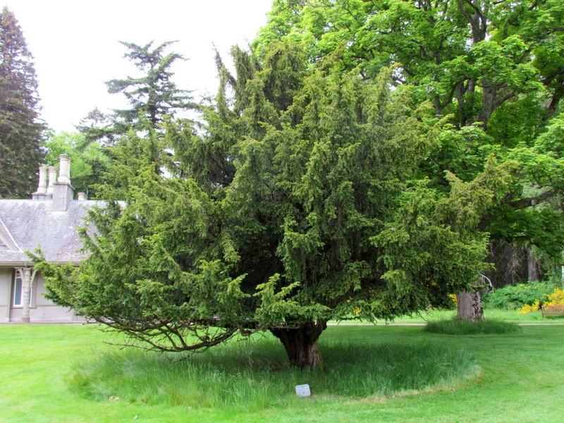 TAXUS  BACCATA  PLANTED  BY  QUEEN  VICTORIA  1899 18-06-2015 13-50-31.JPG
