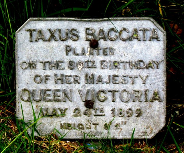 TAXUS  BACCATA  PLANTED  BY  QUEEN  VICTORIA  1899 18-06-2015 13-50-47.JPG