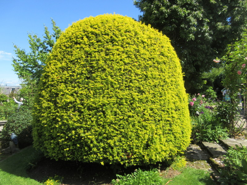 TAXUS  BACCATA  SEMPERAUREA 14-07-2021 14-20-11.JPG