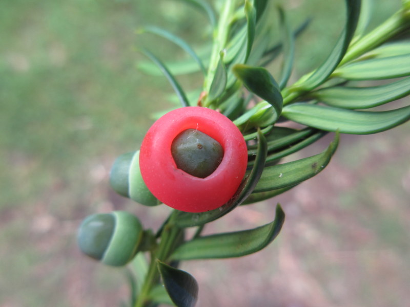 TAXUS  BACCATA  YEW 16-08-2022 15-07-24.JPG