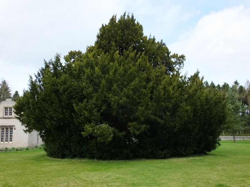 TAXUS  BACCATA  YEW 19-04-2018 12-19-34.JPG