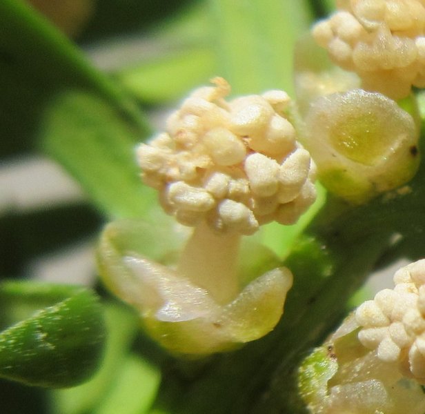 TAXUS  BACCATA  YEW   MALE  FLOWERS 05-04-2018 11-26-38.JPG