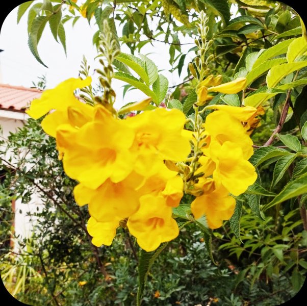 Teccoma Cluster 10 Jun 25.jpg