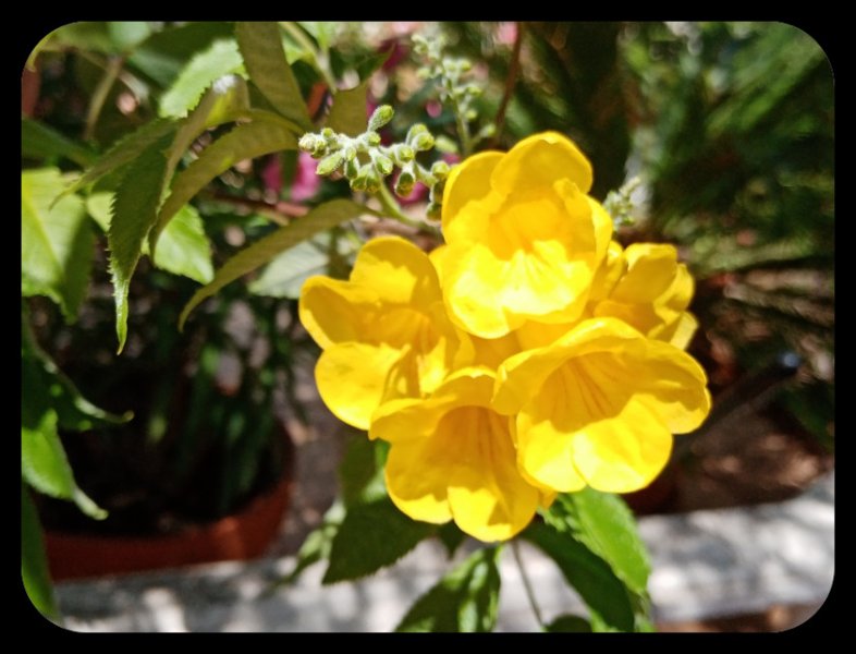 Tecima stans 7 Jul.jpg