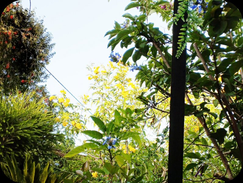 Tecoma 17 Jun 25.jpg