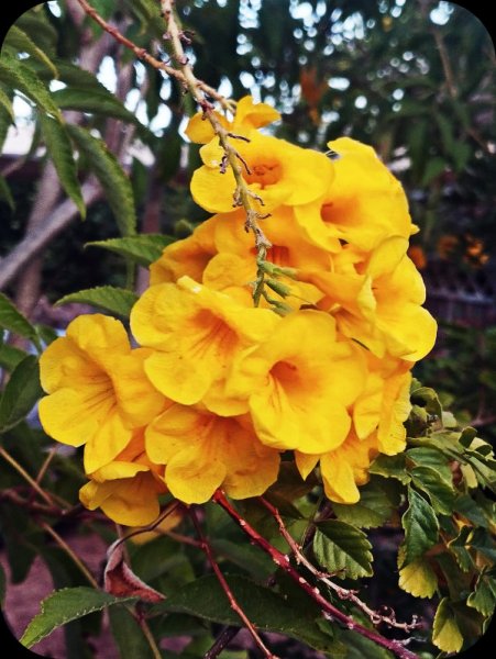 Tecoma 17 Oct 24.jpg