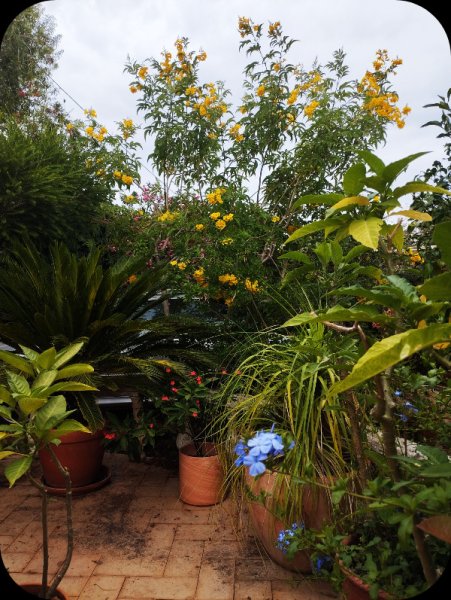 Tecoma 18 Jun 25.jpg