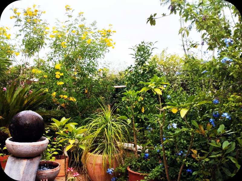 Tecoma & Plumbago 18 Jun 25.jpg