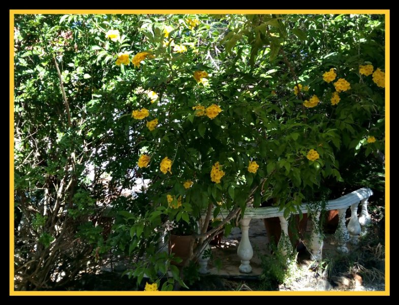 Tecoma Stans 17 Jun.jpg