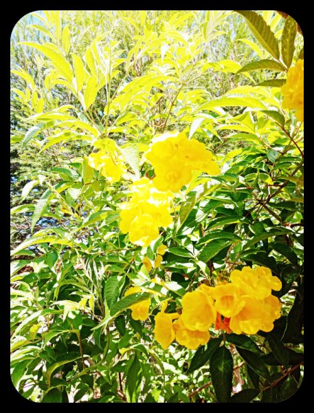 Tecoma stans 21 Jun 22.jpg