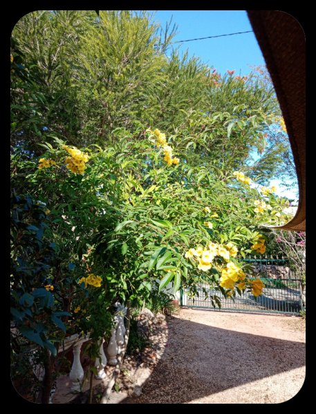 Tecoma stans 4 10 Nov 21.jpg