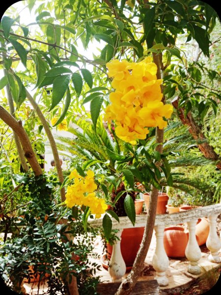 Tecoma stans 6 Jun 24.jpg