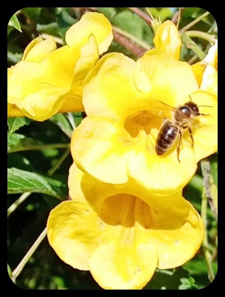 Tecoma stans Bee 10 Nov 21.jpg