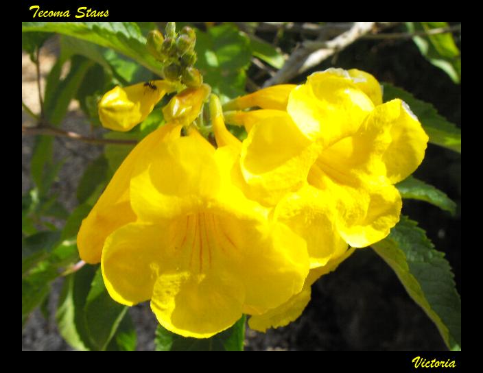 Tecoma Stans May 11.JPG