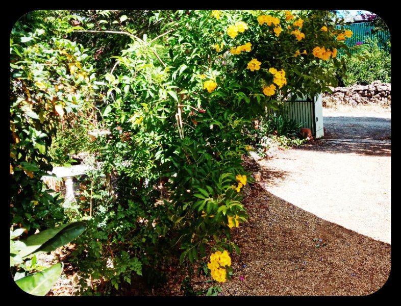 Tecoma stans1 21 Jun 22.jpg