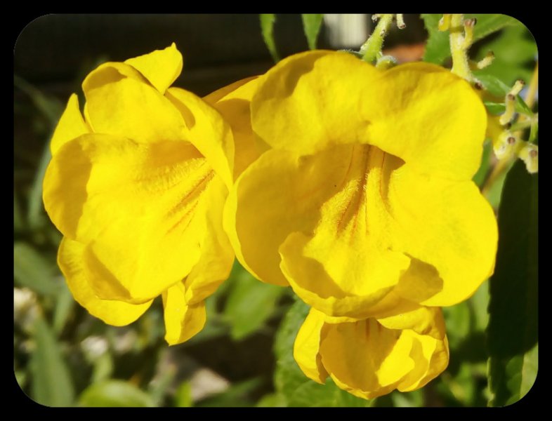 Tecoma stans2 16 Sep.jpg