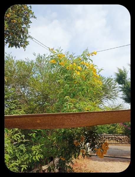 Tecoma stans2 20 May 23.jpg