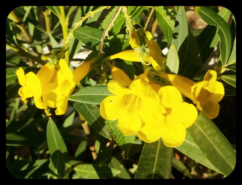 Tecoma stas 16 Sep.jpg