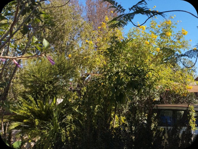 Tecoma1a 4 Oct 25.jpg