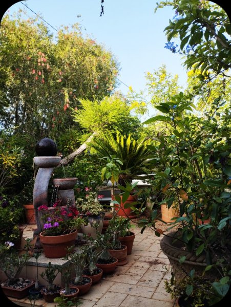 Tecoma2 0 Jun 25.jpg