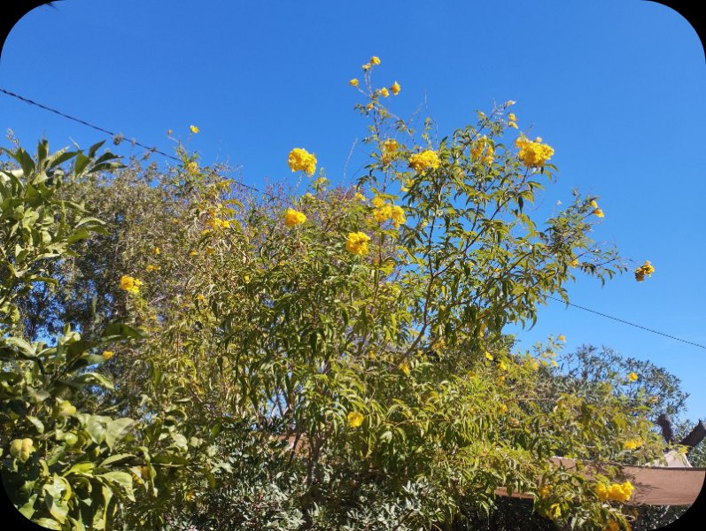 Tecoma3 4 Oct 25.jpg