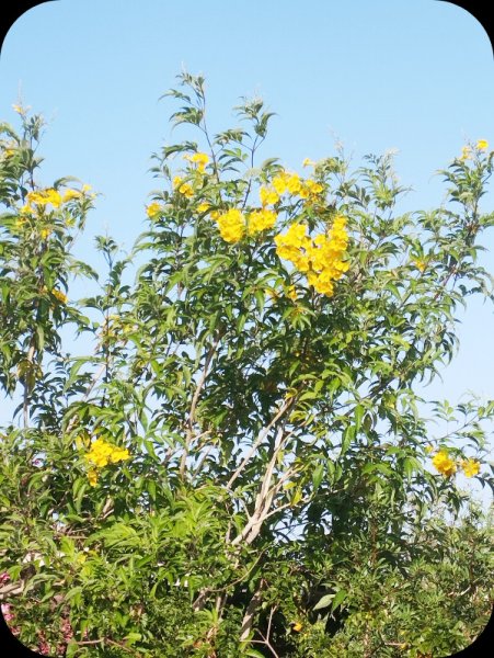 Tecoma3 9 Jun 25.jpg