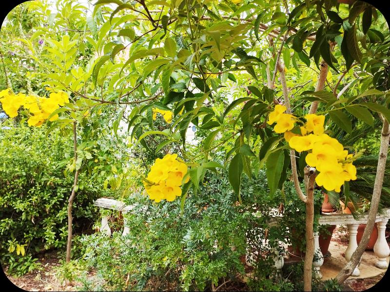 Tecomar1 10 Jun 25.jpg