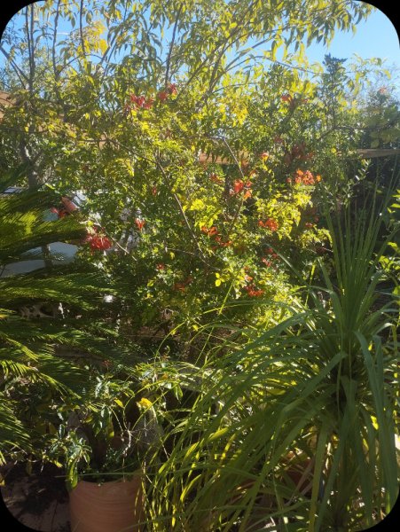 Tecomaria 1 18 Nov 2.jpg