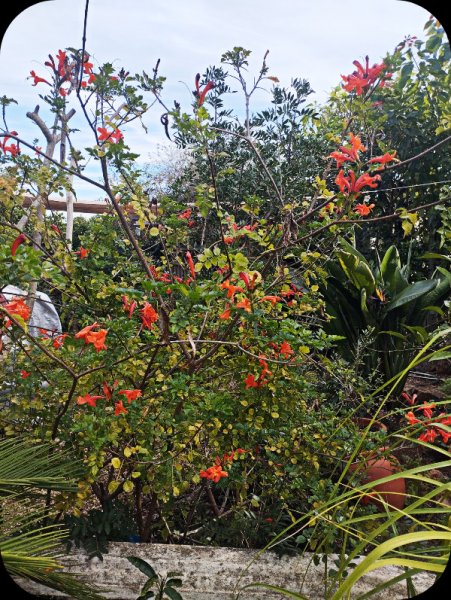 Tecomaria 1 Dec 25.jpg