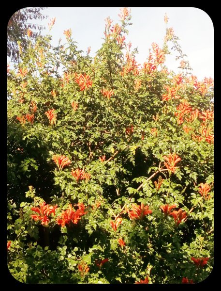 Tecomaria 26 Sep 21(1).jpg