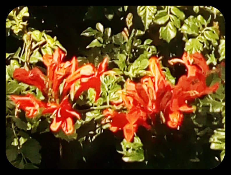 Tecomaria 26 Sep 21.jpg