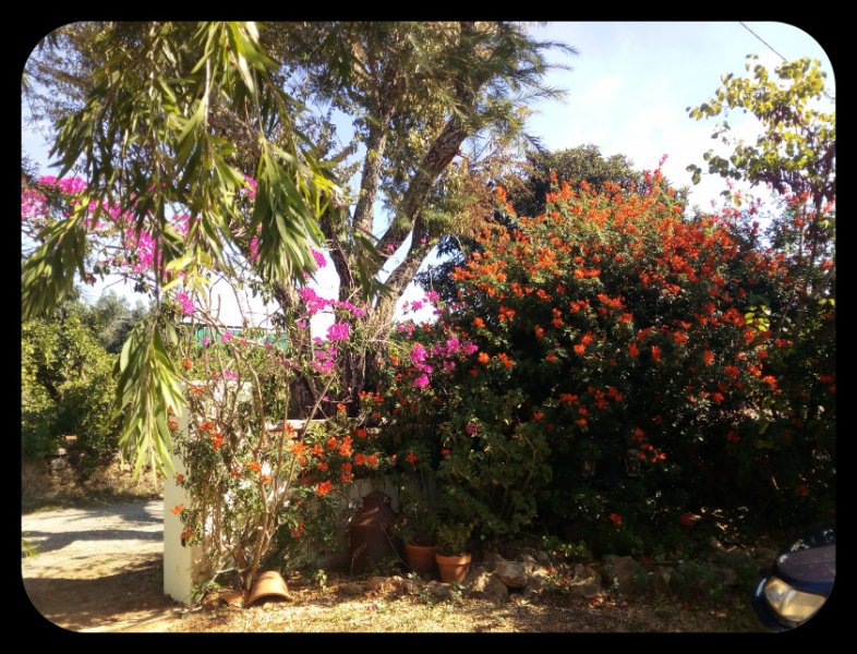 Tecomaria Bougie2 1 Oct 21.jpg