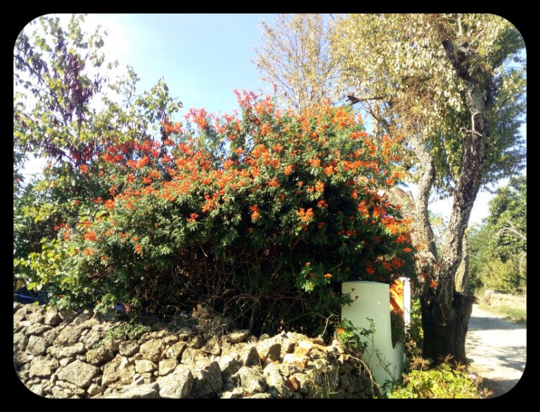 Tecomaria from Lane 1 Oct 21.jpg