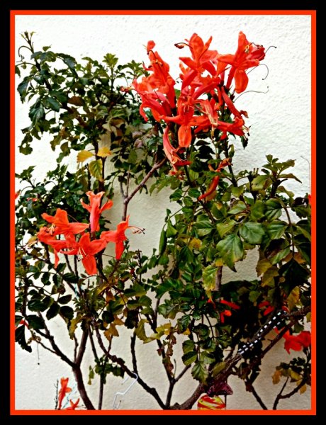 Tecomaria Kitchen 12 Nov 20.jpg