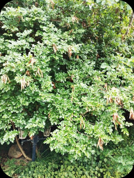 Tecomaria Pods2 10 Jun 25.jpg