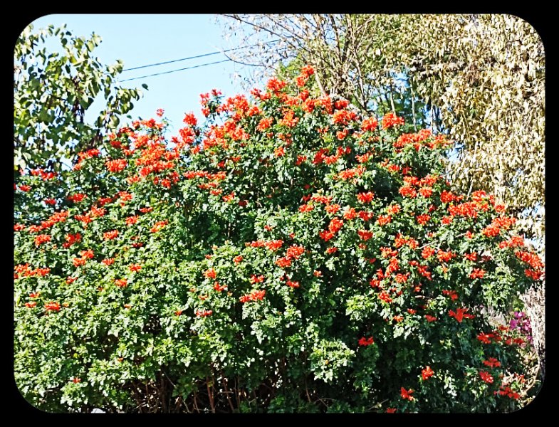 Tecomaria1 23 Sep 22.jpg