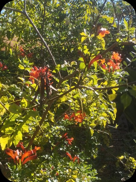 Tecomaria2 18 Nov 25.jpg