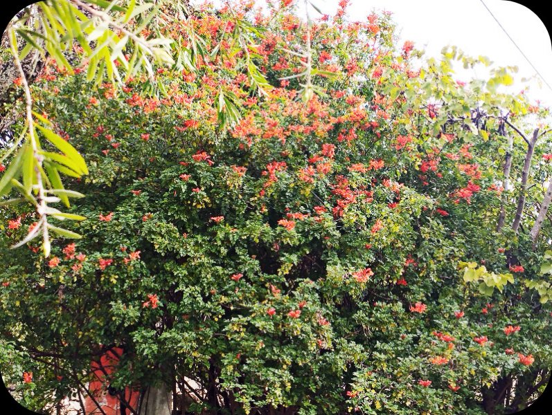 Tecomaria2 4 Nov 24.jpg