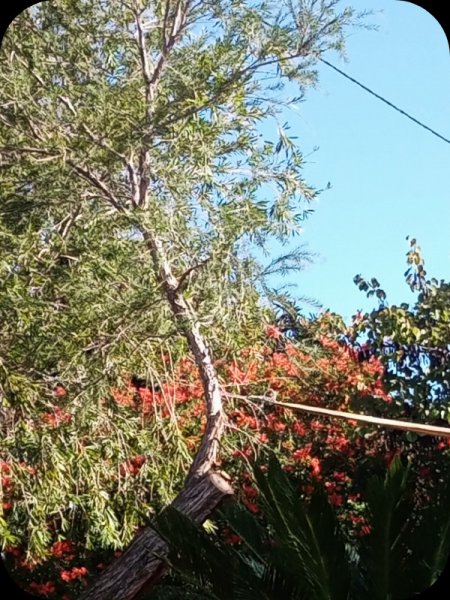 Tecomaria2 6 Nov 23.jpg