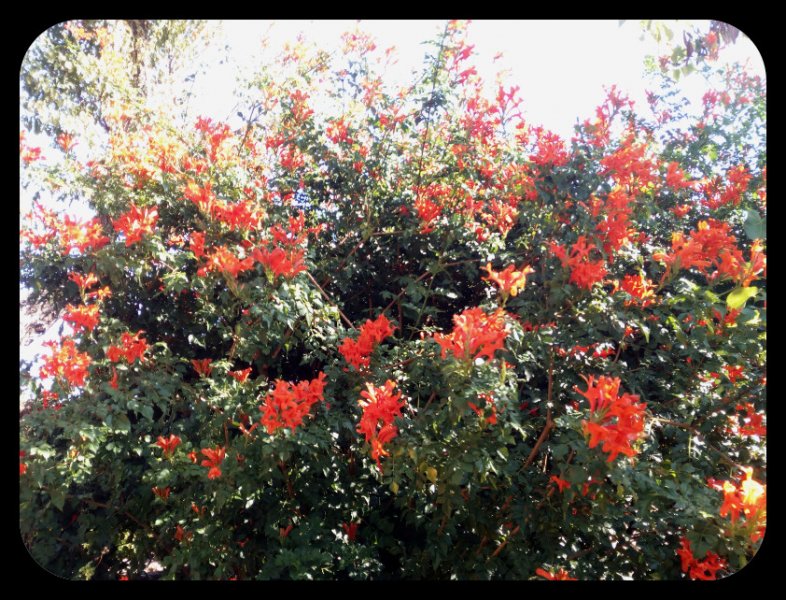 Tecomata1 1 Oct 21.jpg