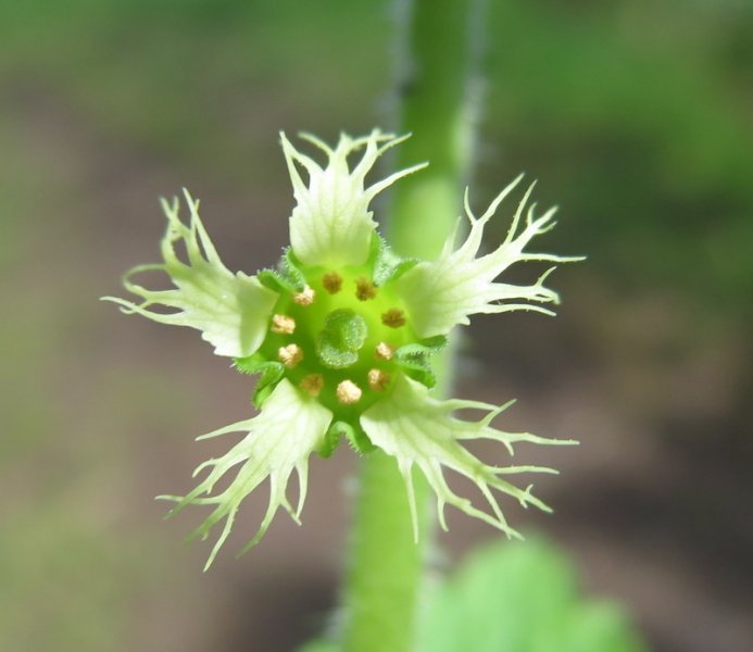 TELLIMA  GRANDIFLORA 19-05-2015 10-31-12.JPG