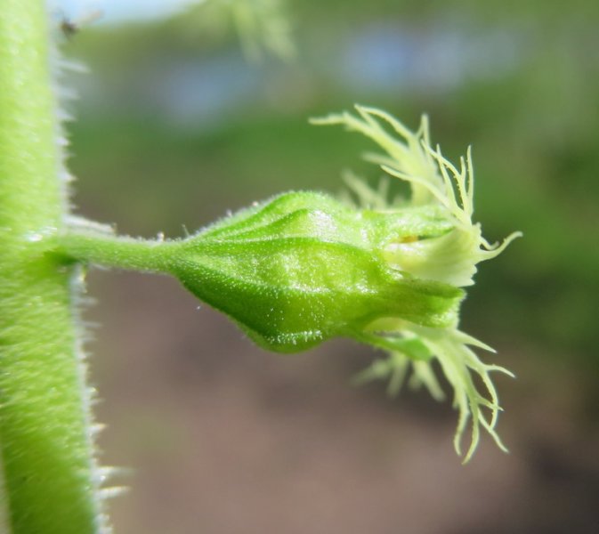 TELLIMA  GRANDIFLORA 19-05-2015 10-31-29.JPG