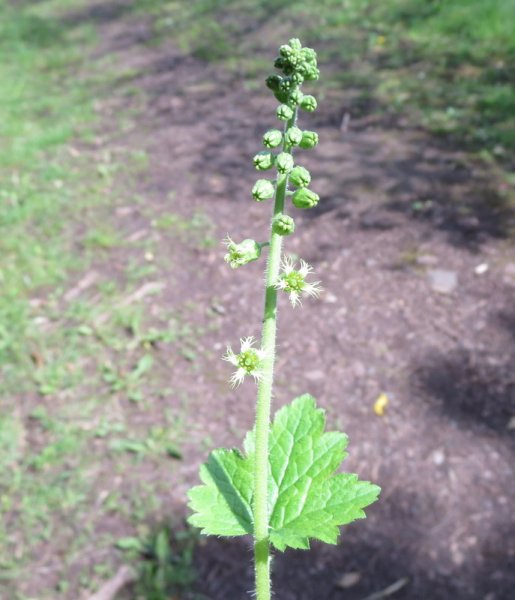 TELLIMA  GRANDIFLORA 19-05-2015 10-31-36.JPG