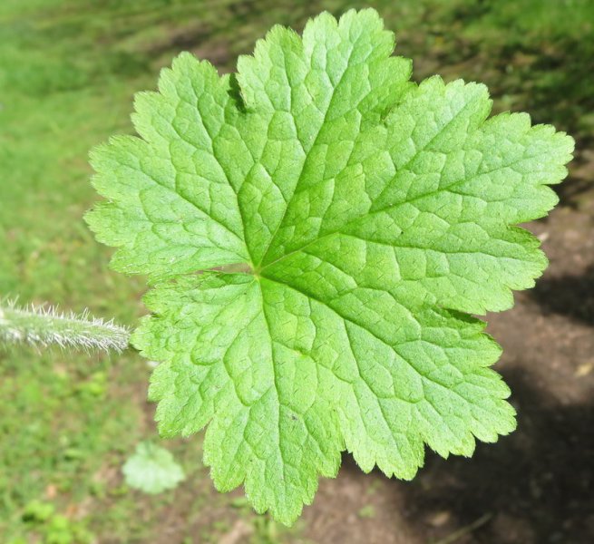 TELLIMA  GRANDIFLORA 19-05-2015 10-32-07.JPG