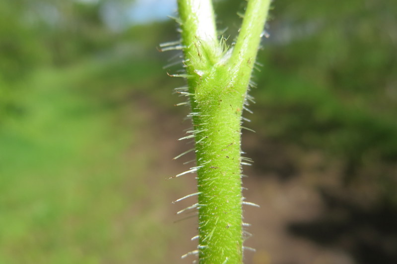 TELLIMA  GRANDIFLORA 19-05-2015 10-32-51.JPG